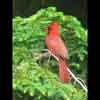 Red cardinal