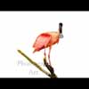 Roseate spoonbill