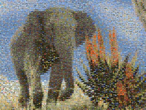 Mosaic image