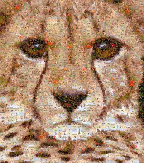 Cheetah image
