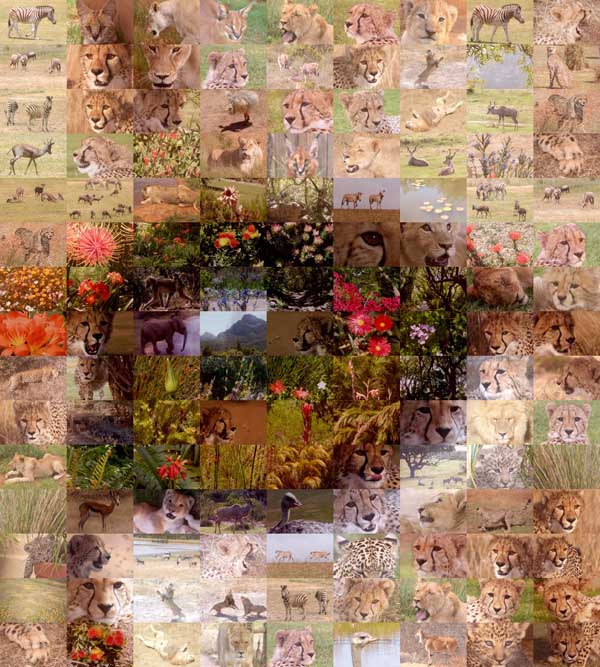 Detail from cheetah image