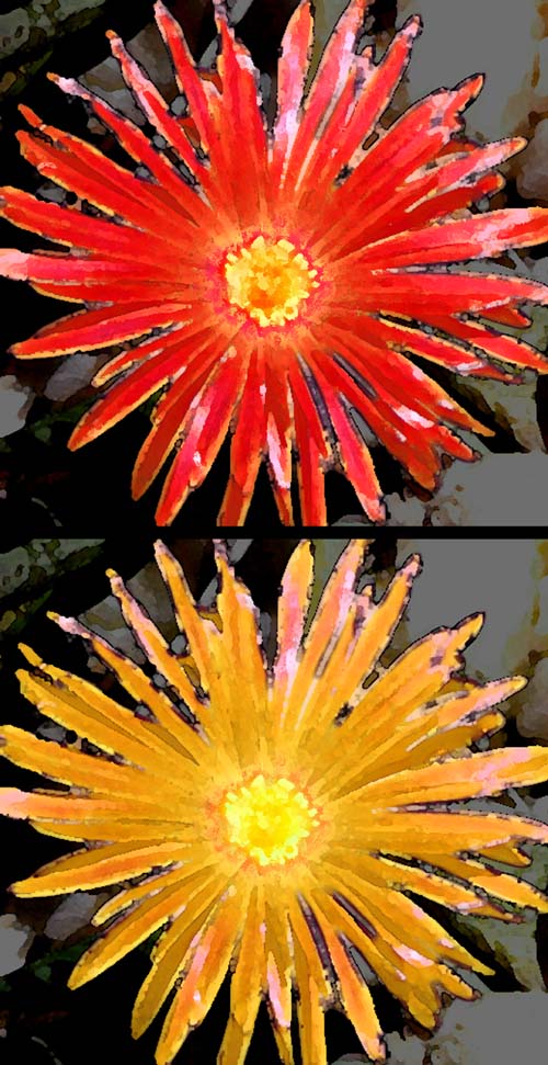 Flower image