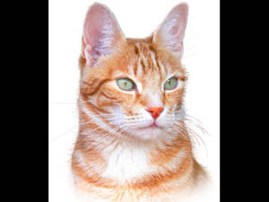 Portrait image