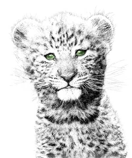 Pen and ink image