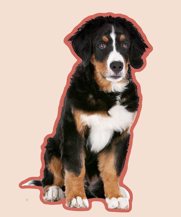 Dog image
