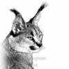 Caracal