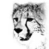 Cheetah profile