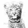 Leopard cub
