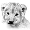 Lion cub