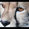 Amber eyes