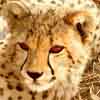 Cheetah cub portrait