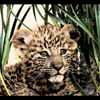 Leopard cub