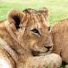 Painted lion