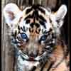 Tiger cub