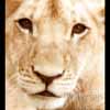 Young lion